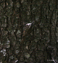 Bar-tailed Treecreeper